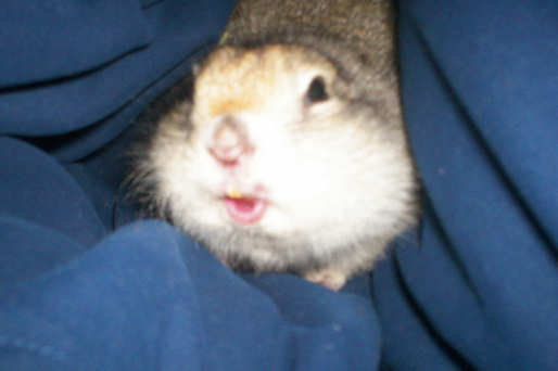 Ollie