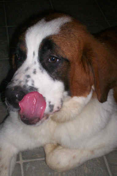 Shiloh