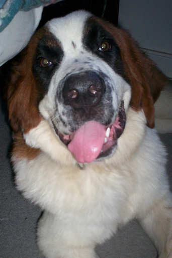 Shiloh