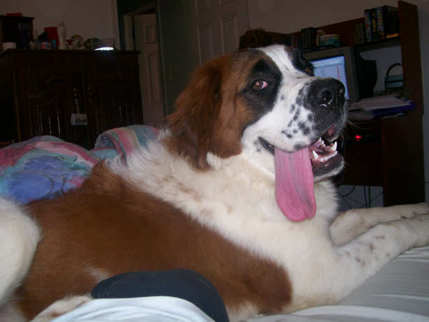 Shiloh