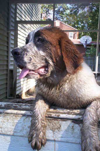 Shiloh